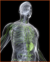 Lymphatic Drainage Image